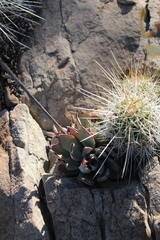 Echeveria strictiflora