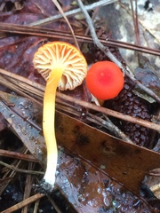 Hygrocybe