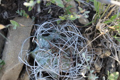 Astrophytum capricorne