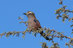 Coracias naevius mosambicus