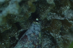 Conus marmoreus