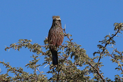 Coracias naevius mosambicus