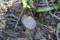 Mammillaria pottsii