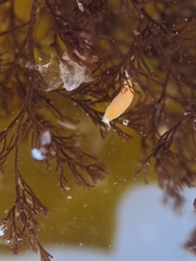 Vorticeros praedatorium