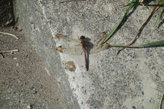 Sympetrum infuscatum