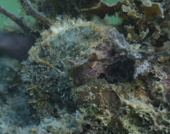Pinctada margaritifera