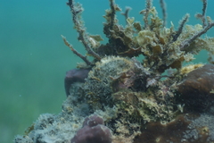 Pinctada margaritifera