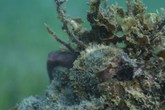 Pinctada margaritifera