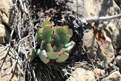 Echeveria strictiflora