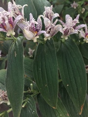 Tricyrtis hirta