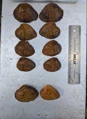 Ellipsaria lineolata