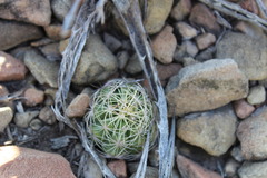 Thelocactus bicolor bicolor