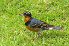 Ixoreus naevius carlottae