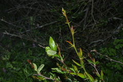 Berberis chilensis