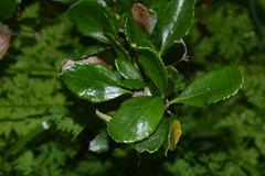 Berberis chilensis