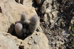 Mammillaria pottsii