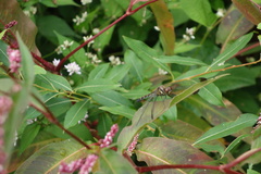 Orthetrum albistylum