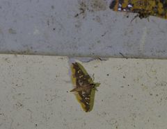 Prophantis