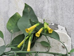 Nicotiana glauca