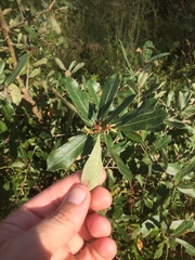 Quercus incana