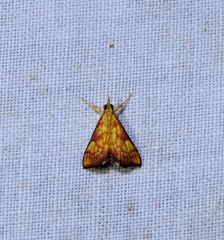 Pyrausta ignealis