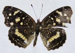 Anthanassa drusilla lelex
