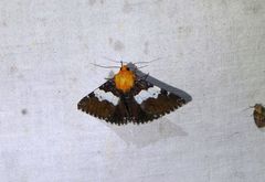 Buzara latizona