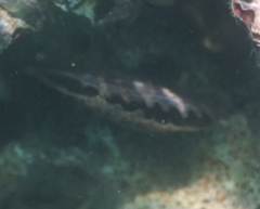 Pinctada margaritifera