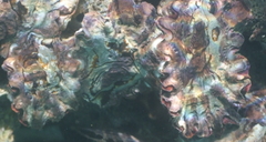 Saccostrea cuccullata