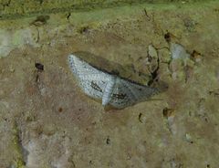 Hypolamprus melilialis