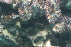 Saccostrea cuccullata