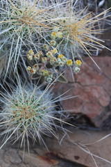Lenophyllum guttatum