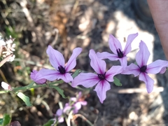 Tetratheca labillardierei