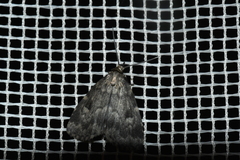 Parahypenodes quadralis