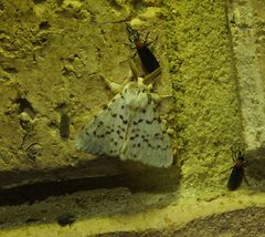 Lymantria pelospila