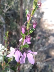 Tetratheca labillardierei