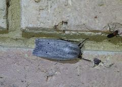 Maroga setiotricha