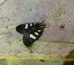 Mimeusemia centralis