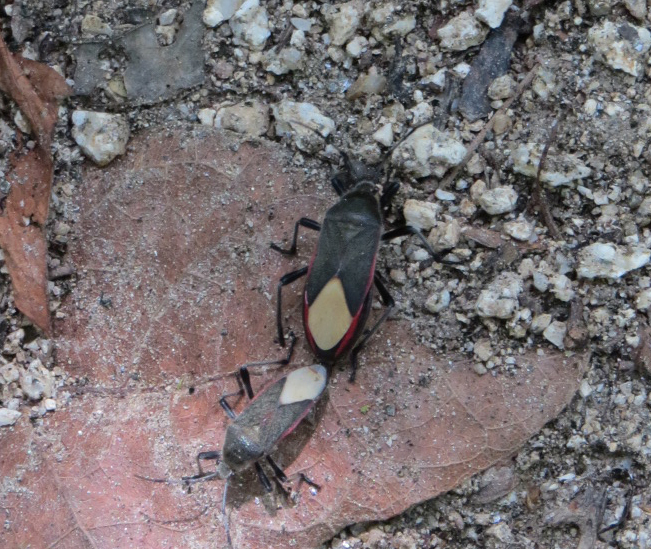 Largus subligatus