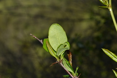 Berberis chilensis