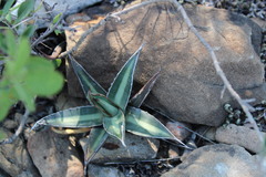 Agave lechuguilla