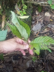 Desmia ploralis