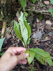Desmia ploralis