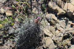 Neolloydia conoidea