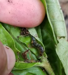 Desmia ploralis