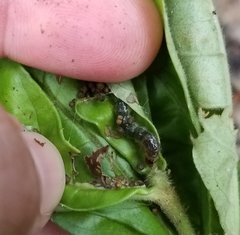 Desmia ploralis