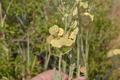Dimorphocarpa candicans