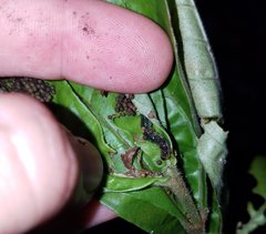 Desmia ploralis