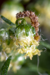 Lepidoptera