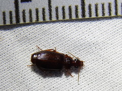 Plochionus